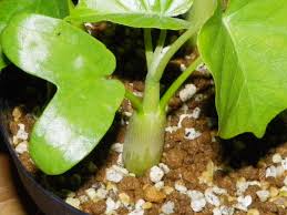 Image result for Ipomoea albivenia