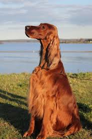 Grady Bis Ch Rhiannon Celtic Kiss Irish Setter I Love Dogs Dog Breeds