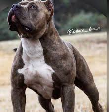 344 likes 4 comments muscledup kovu muscledup kovu on instagram my young brindle son kuson prince kuson teamkovuny bully sho pitbulls brindle dogs