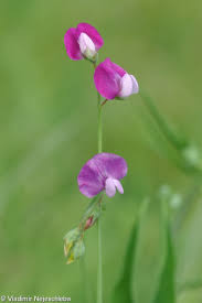 Image result for Lathyrus hirsutus