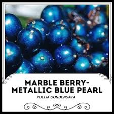 Image result for Pollia condensata