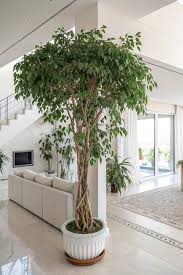 Image result for ficus benjamina en casa