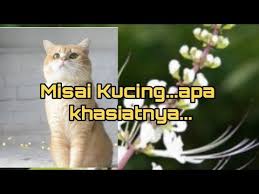 Maybe you would like to learn more about one of these? Pokok Misai Kucing Apa Khasiatnya Youtube