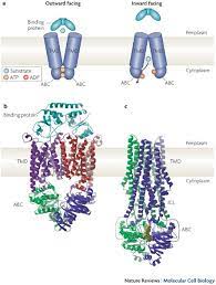 #abc7eyewitness tipstv listingsabc7/contactmeet the news teamjobs/internshipsabc7 shop. Abc Transporters The Power To Change Nature Reviews Molecular Cell Biology