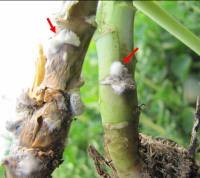 Entomopathogenic fungi are killers, macabre yet sophisiticated killers at that. Virus Turns Deadly Fungus From Foe To Friend In Plants Eurekalert Science News