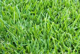 Grass can be fickle, especially in the unique climate of san antonio, but we know what it takes to grow a beautiful, amazing looking lawn. Bermuda Grass Vs St Augustine Hgtv