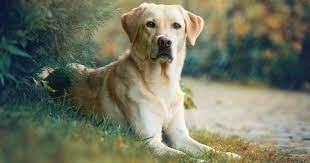 Labrador Golden Retriever Mix Alle Infos Zum Goldador