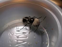 Image result for panda ant