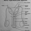 These organs and hormones are present either. 1