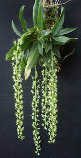 Dendrobium Cobbianum Orquideas Orchids Flowers Orchid Cactus