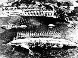 Naval base near honolulu, hawaii, that was the scene of a devastating surprise attack by japanese forces on december 7, 1941. Usa Exhumieren Tote Von Pearl Harbor News Orf At