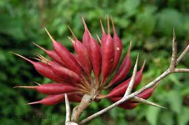 Image result for Acacia cornigera