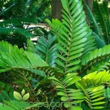 Image result for Zamia furfuracea