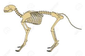 Here's a map to the first set of bones, most of which are scattered over new hanover and ambarino: 2d Cartoon Illustration Of Feline Skeleton Stock Photo Picture And Royalty Free Image Image 66856303