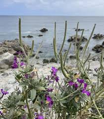 Image result for Matthiola