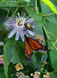 The Earth Laughs In Flowers Happy Earth Day Giveaway Butterfly Garden Plants Passion Flower Passion Fruit Flower