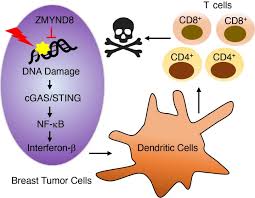What to know about breast cancer. Utsw Researchers Identify New Gene Involved In Breast Cancer Growth Eurekalert Science News
