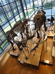 Wooster Geologists Ichnology Amherst College Science Nature Paleontology