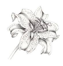 Stargazer Lily Coloring Pages Coloringpagesfree Coloringpageseasy Lilies Drawing Lily Flower Tattoos Flower Drawing