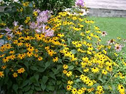 Image result for Rothia hirsuta