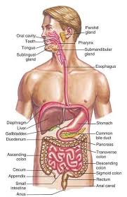 Gastrointestinal Digestive System Digestive System Anatomy Human Digestive System Nervous System Anatomy