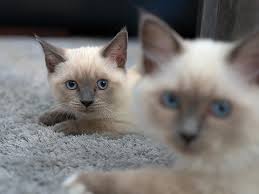 Blue eyes mixed siamese kittens. 9 Types Of Siamese Cats An Overview With Pictures
