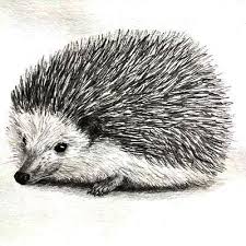New Ideas In 2020 Tiere Malen Hedgehog Art Bleistift Kunstzeichnungen