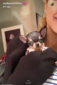 Peter pan is a chihuahua who never wants to grow up and enjoys the glamorous things in life. Paris Hilton Proudly Shows Off Her New 8k Teacup Chihuahua On Instagram Daily Mail Online