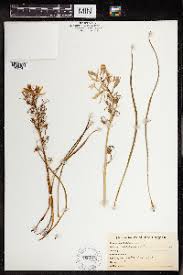 Image result for Chlorophytum angustissimum