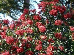 Image result for Pearsonia cajanifolia
