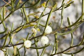 Image result for Acacia pentagona