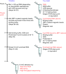 Workflow For Jbp1 Mediated Pull Down Of 5 Hmc Containing Dna