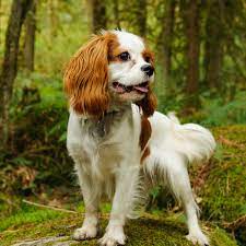 Cavalier King Charles Spaniel Grooming, Bathing And Care | Espree