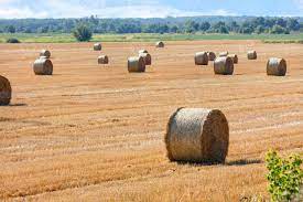 Grandes Fardos De Palha Estao Espalhados Contra Um Vasto Campo E Um Horizonte Verde Nublado Apos A Colheita 4705314 Foto De Stock No Vecteezy
