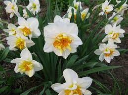 Narcissus Flower Drift Narcissus Flower Daffodils Narcissus