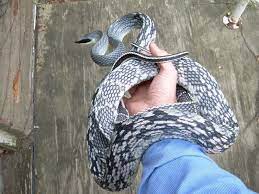 Vietnamese Blue Beauty Rat Snake Rat Snake Snake Bridal Skin