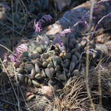 Image result for Chassalia umbraticola