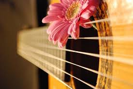 Guitar Flower Music Cover Photos Guitar Photography Passion Photography