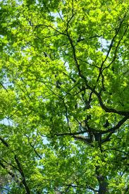Moravian green rolling landscape with. Dense Crowns Of Tall Trees Against The Sky Abstract Natural Stock Photo Picture And Royalty Free Image Image 152155476