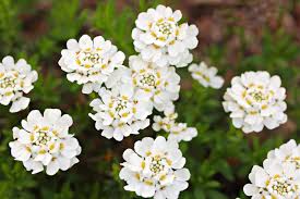 Blume & staude winterharter bodendecker iberis schleifenblume 'masterpiece®', 3 pflanzen. Schleifenblume Iberis Pflege Standort Krankheiten Heimhelden