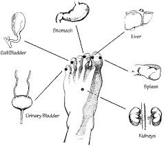 Mnemonic Tricks For Hands And Feet Flashcards Quizlet Acupuncture Reflexology Massage Reflexology