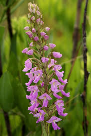 Image result for Brachycorythis pleistophylla