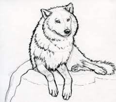 The choker and jacket are black, but the jacket's collar is gray. Arctic Wolf Google Search Wolf Clipart Wolf Sketch Pictures To Draw