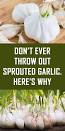 Image result for Don’t Ever Throw Out Sprouted Garlic. Here’s Why