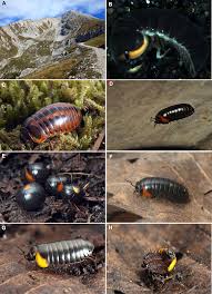 Image result for Gilgiochloa indurata