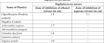 Image result for Endostemon tereticaulis