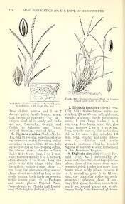 Image result for Digitaria remotigluma