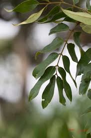 Image result for Dialium englerianum