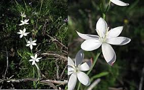 Image result for Hesperantha petitiana