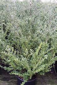 The shrub is dense, rigid, compact, and grows up to 12' tall. Ilex Crenata Convexa Hedging Japanese Holly Hedge